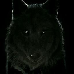 The Night Wolf - avatar