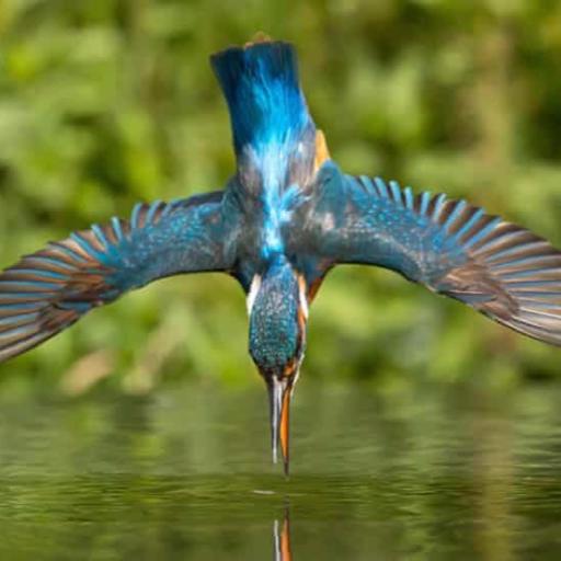 KINGFISHER - avatar