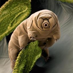 tardigrade - avatar