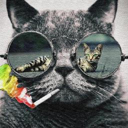 Cool Cat - avatar